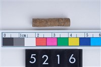 藏品(管蛤)的圖片