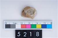 藏品(藤壺)的圖片