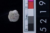 藏品(藤壺)的圖片