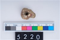 藏品(貝類)的圖片