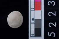 藏品(蠑螺口蓋)的圖片