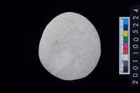 藏品(蠑螺口蓋)的圖片