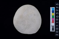 藏品(蠑螺口蓋)的圖片