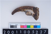 藏品(蟹角)的圖片