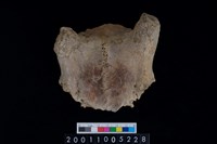 藏品(鹿頭骨)的圖片