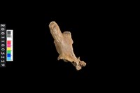 藏品(鹿頭骨)的圖片