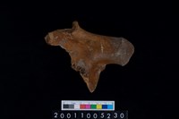 藏品(鹿頭骨)的圖片