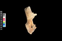 藏品(鹿頭骨)的圖片