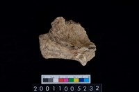 藏品(鹿頭骨)的圖片