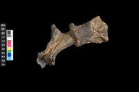 藏品(鹿頭骨)的圖片