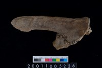 藏品(鹿頭骨)的圖片