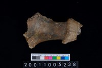 藏品(鹿頭骨)的圖片