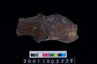 藏品(鹿頭骨)的圖片