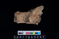 藏品(鹿頭骨)的圖片