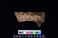 藏品(鹿頭骨)的圖片