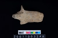 藏品(鹿頭骨)的圖片