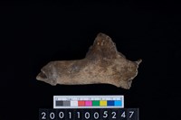 藏品(鹿頭骨)的圖片