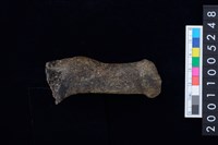 藏品(鹿頭骨)的圖片