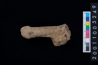 藏品(鹿頭骨)的圖片