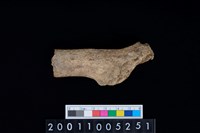 藏品(鹿頭骨)的圖片