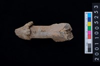 藏品(鹿頭骨)的圖片