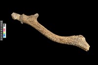 藏品(鹿角)的圖片