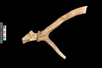 藏品(鹿角)的圖片