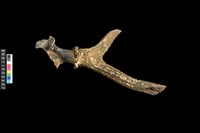 藏品(鹿角)的圖片