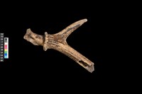 藏品(鹿角)的圖片