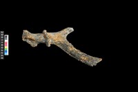 藏品(鹿角)的圖片