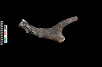 藏品(鹿角)的圖片