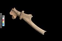 藏品(鹿角)的圖片