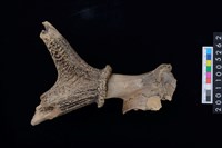 藏品(鹿角)的圖片