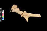 藏品(鹿角)的圖片