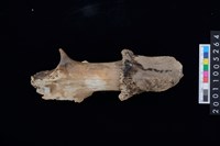 藏品(鹿角)的圖片