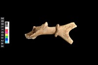 藏品(鹿角)的圖片