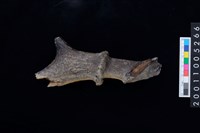 藏品(鹿角)的圖片