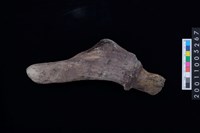 藏品(鹿角)的圖片