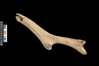 藏品(鹿角)的圖片