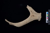 藏品(鹿角)的圖片