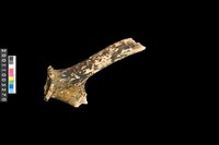 藏品(鹿角)的圖片