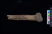 藏品(鹿角)的圖片