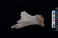 藏品(鹿角)的圖片