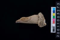 藏品(鹿角)的圖片