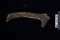 藏品(鹿角)的圖片