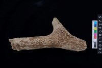 藏品(鹿角)的圖片