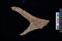 藏品(鹿角)的圖片