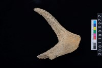 藏品(鹿角)的圖片