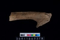 藏品(鹿角)的圖片