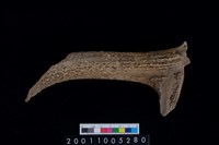 藏品(鹿角)的圖片